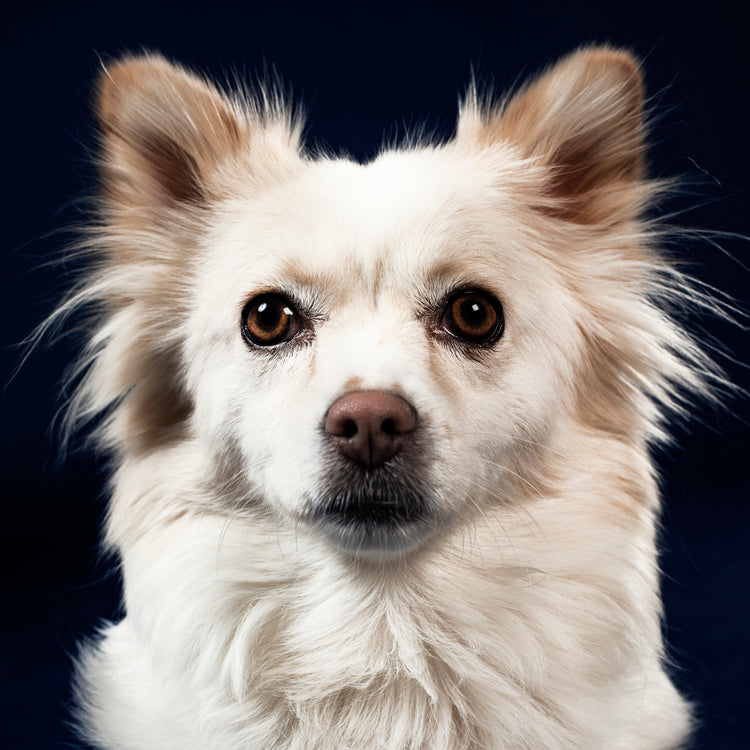 PetfinityCO